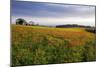 Wildflower Meadow-Bob Gibbons-Mounted Photographic Print