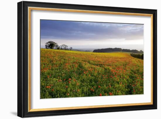 Wildflower Meadow-Bob Gibbons-Framed Photographic Print