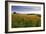 Wildflower Meadow-Bob Gibbons-Framed Photographic Print