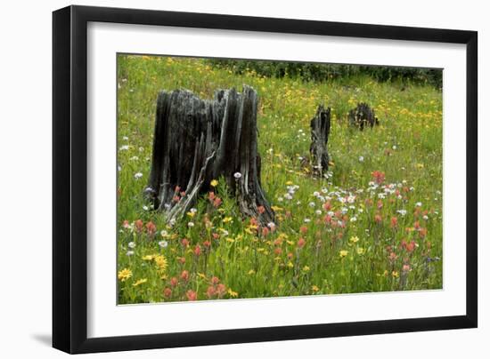 Wildflower Meadow-Bob Gibbons-Framed Photographic Print