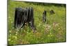 Wildflower Meadow-Bob Gibbons-Mounted Photographic Print