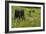 Wildflower Meadow-Bob Gibbons-Framed Photographic Print