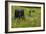 Wildflower Meadow-Bob Gibbons-Framed Photographic Print