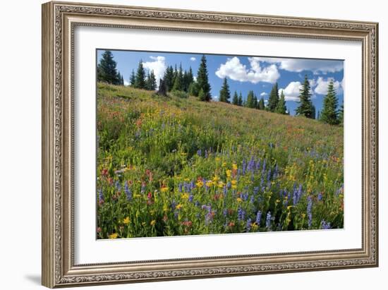 Wildflower Meadow-Bob Gibbons-Framed Photographic Print