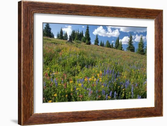 Wildflower Meadow-Bob Gibbons-Framed Photographic Print