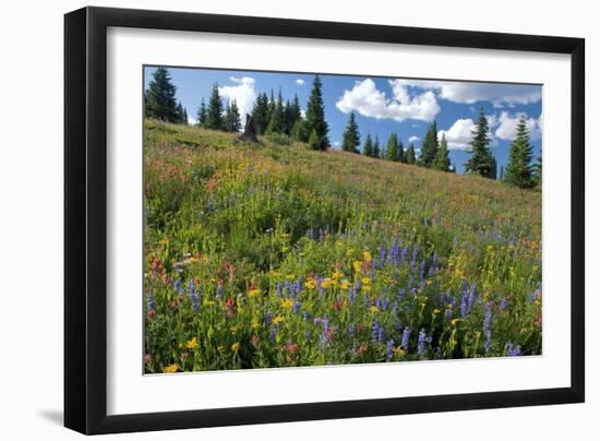 Wildflower Meadow-Bob Gibbons-Framed Photographic Print