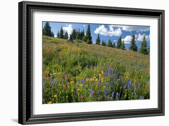 Wildflower Meadow-Bob Gibbons-Framed Photographic Print