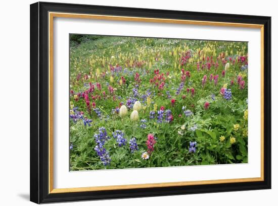 Wildflower Meadow-Bob Gibbons-Framed Photographic Print