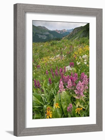 Wildflower Meadow-Bob Gibbons-Framed Photographic Print