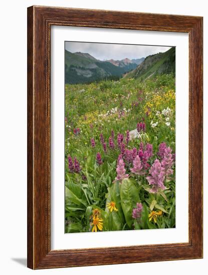 Wildflower Meadow-Bob Gibbons-Framed Photographic Print