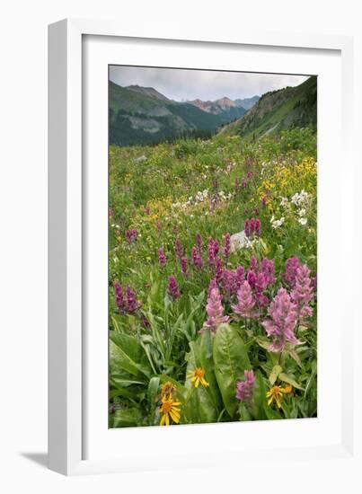 Wildflower Meadow-Bob Gibbons-Framed Photographic Print