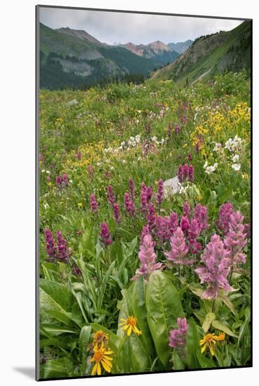 Wildflower Meadow-Bob Gibbons-Mounted Photographic Print
