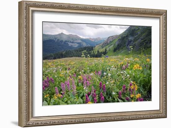 Wildflower Meadow-Bob Gibbons-Framed Photographic Print