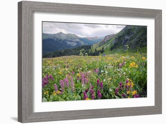 Wildflower Meadow-Bob Gibbons-Framed Photographic Print