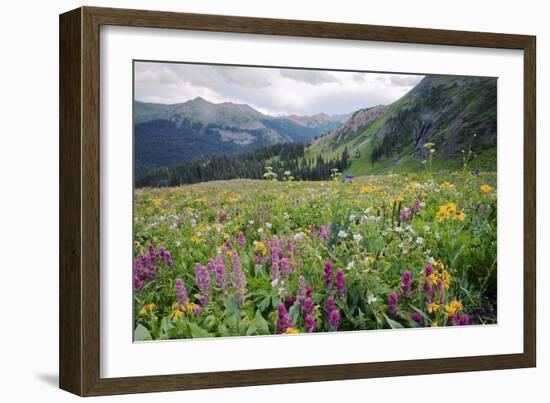 Wildflower Meadow-Bob Gibbons-Framed Photographic Print