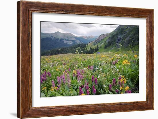 Wildflower Meadow-Bob Gibbons-Framed Photographic Print