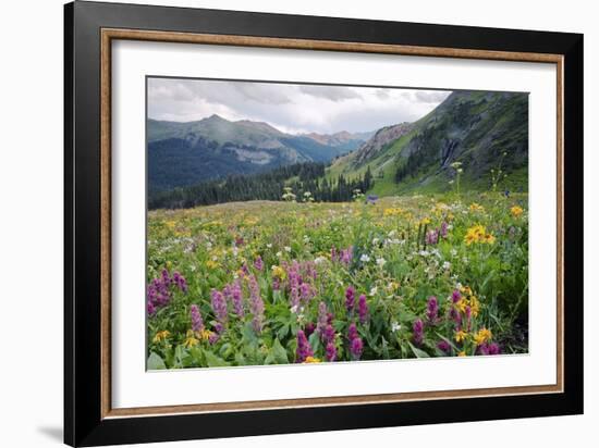 Wildflower Meadow-Bob Gibbons-Framed Photographic Print