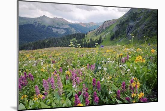 Wildflower Meadow-Bob Gibbons-Mounted Photographic Print