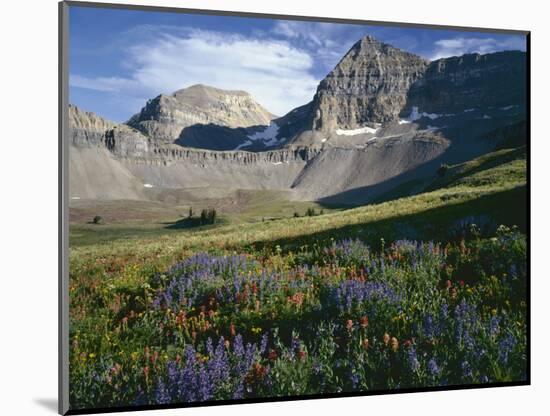 Wildflower meadows below Mount Timpangos, Uinta-Wasatch-Cache National Forest, Utah, USA-Charles Gurche-Mounted Photographic Print