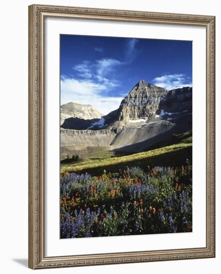 Wildflower meadows below Mt. Timpanogos, Uinta-Wasatch-Cache National Forest, Utah, USA-Charles Gurche-Framed Photographic Print