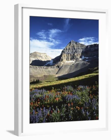 Wildflower meadows below Mt. Timpanogos, Uinta-Wasatch-Cache National Forest, Utah, USA-Charles Gurche-Framed Photographic Print