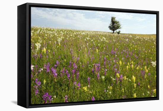 Wildflower Meadows, Romania-Bob Gibbons-Framed Premier Image Canvas