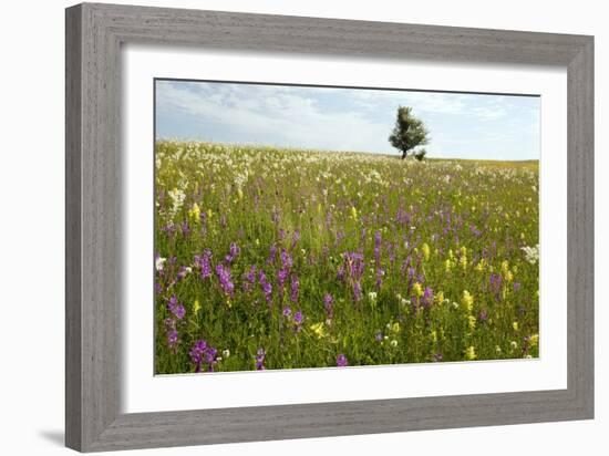Wildflower Meadows, Romania-Bob Gibbons-Framed Photographic Print