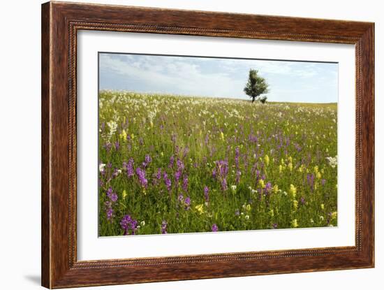 Wildflower Meadows, Romania-Bob Gibbons-Framed Photographic Print