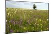 Wildflower Meadows, Romania-Bob Gibbons-Mounted Photographic Print