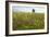 Wildflower Meadows, Romania-Bob Gibbons-Framed Photographic Print