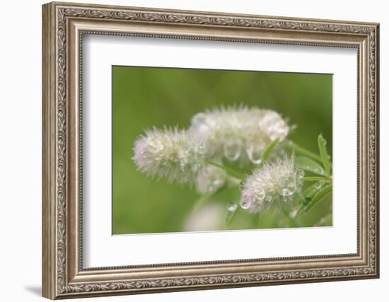 Wildflower, Minnesota-Adam Jones-Framed Photographic Print