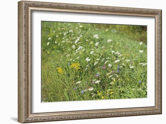 Wildflower Ponder-Mike Toy-Framed Giclee Print