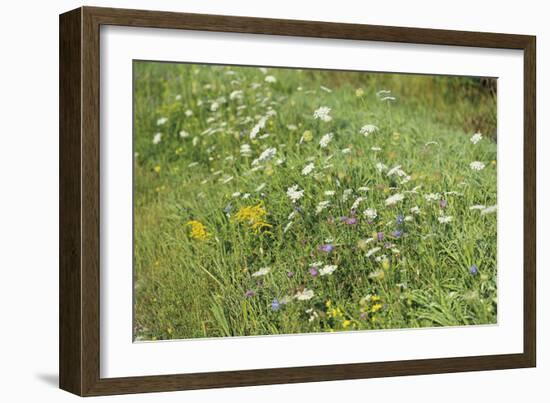 Wildflower Ponder-Mike Toy-Framed Giclee Print