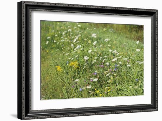 Wildflower Ponder-Mike Toy-Framed Giclee Print