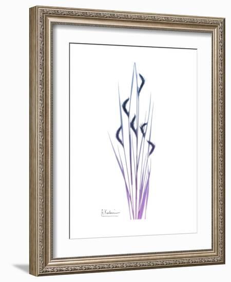 Wildflower Purp-Albert Koetsier-Framed Premium Giclee Print