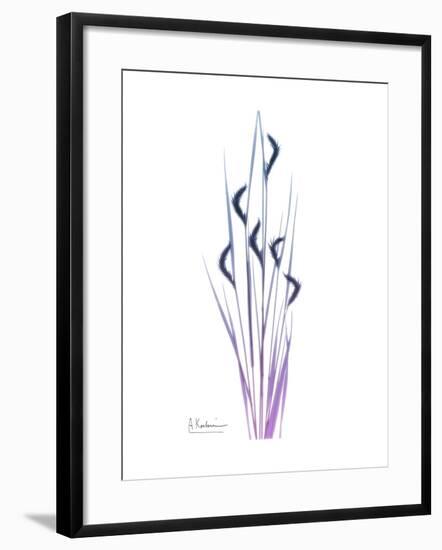 Wildflower Purp-Albert Koetsier-Framed Premium Giclee Print