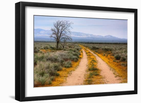 Wildflower Road, Central California-Vincent James-Framed Photographic Print