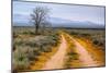 Wildflower Road, Central California-Vincent James-Mounted Photographic Print