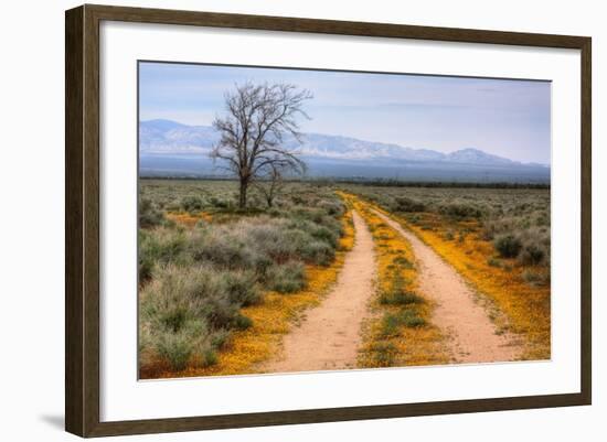 Wildflower Road, Central California-Vincent James-Framed Photographic Print