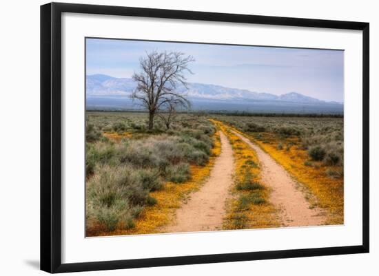 Wildflower Road, Central California-Vincent James-Framed Photographic Print