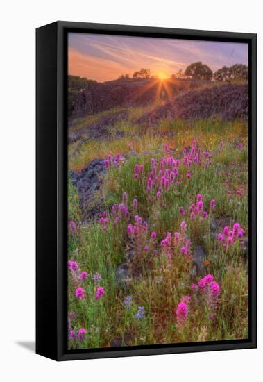 Wildflower Sunset at Table Mountain-Vincent James-Framed Premier Image Canvas