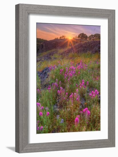 Wildflower Sunset at Table Mountain-Vincent James-Framed Photographic Print