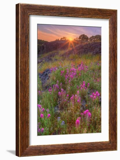 Wildflower Sunset at Table Mountain-Vincent James-Framed Photographic Print