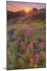 Wildflower Sunset at Table Mountain-Vincent James-Mounted Photographic Print