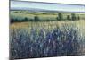 Wildflower Vista-Tim O'toole-Mounted Giclee Print