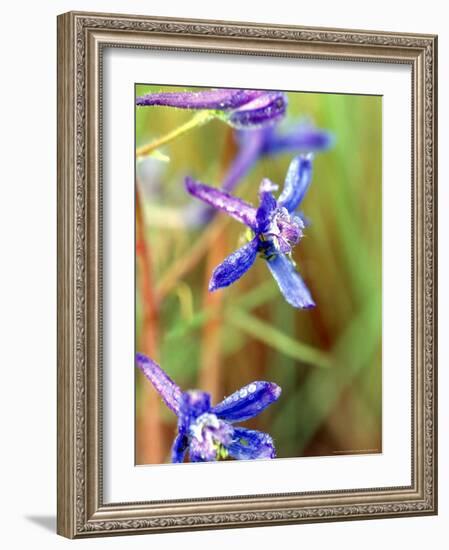 Wildflower, Washington, USA-William Sutton-Framed Photographic Print