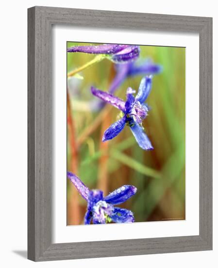 Wildflower, Washington, USA-William Sutton-Framed Photographic Print