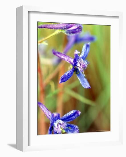 Wildflower, Washington, USA-William Sutton-Framed Photographic Print