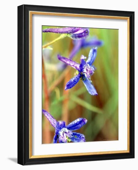 Wildflower, Washington, USA-William Sutton-Framed Photographic Print