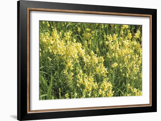 Wildflower Wonder-Mike Toy-Framed Giclee Print